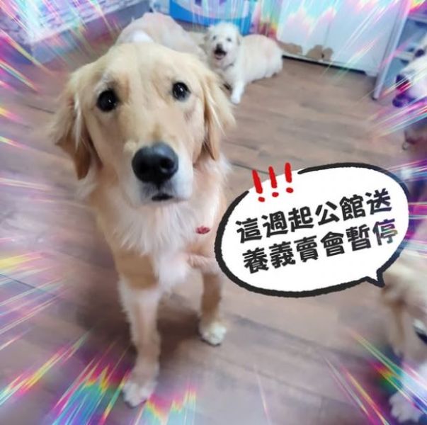 【公館送養義賣會暫停公告】