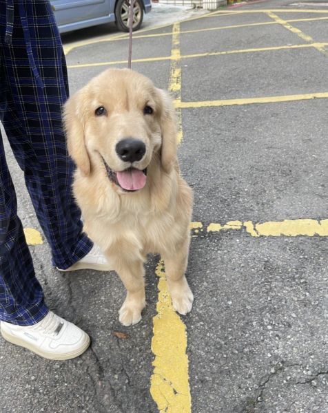 Dylan 一個被繁殖場丟包在醫院的孩子