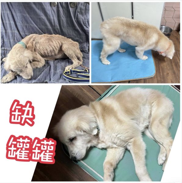 狗腳印缺罐缺錢，需要您的協助