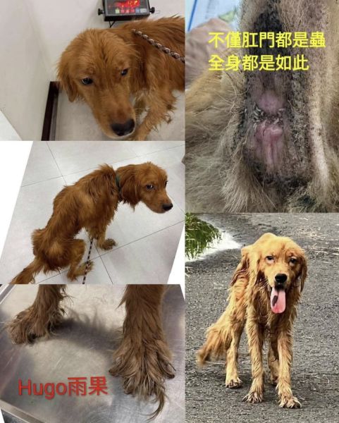 請幫幫Hugo，讓他能夠活下去